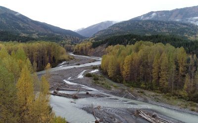 Gitanyow Nation Launches Defensive Stance Against Potential Forestry License 16882