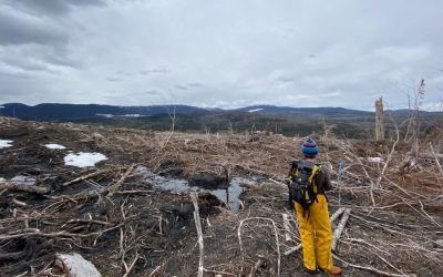 How BC Is Tackling A ‘Paradigm Shift’ In Its Forests