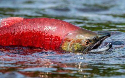 Gitanyow Nation And Government Of Canada Partner On New Community Economic Development Hatchery To Support Pacific Salmon