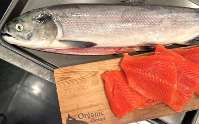 Gitanyow’s Sustainable Wild Sockeye Salmon On Global News