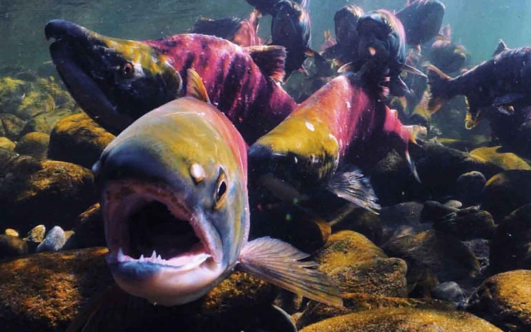 B.C.’s Salmon Industry Is Facing An Uphill Swim Against Climate Change